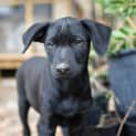 Photo of Jet