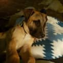 Photo of Penny