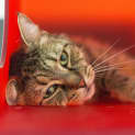 Photo of Dexter