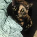 Photo of Shiloh