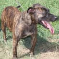 Photo of Diesel 