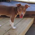 Photo of Rusty *On Trial In His New Home*