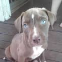 Photo of Nala