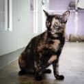 Photo of Shiloh