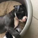 Photo of Bear