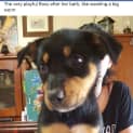 Photo of Roxy 