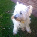Photo of Scottie