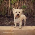 Photo of Scottie