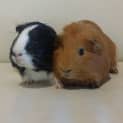 Photo of Cupcake And Fudge