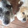 Photo of Fred & Wilma *•🐶Adopt Us🐶•*
