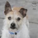 Photo of Hobo Id32356