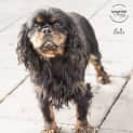 Photo of Bella Id32454