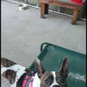 Photo of Blossom