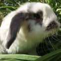 Photo of Buttons *•Adopt Me•*