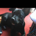 Photo of Buddy
