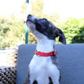 Photo of Bella