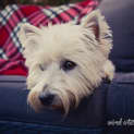 Photo of Scottie