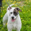 Photo of Millie Dl1441