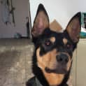 Photo of Darchie