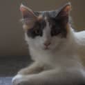 Photo of Louise (Bn C325)