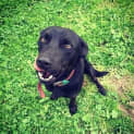 Photo of Jack **Adopted**