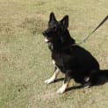 Photo of Rocco