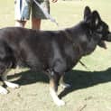 Photo of Rocco