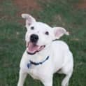 Photo of Snowy (D3239)