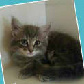Photo of Buttons 