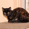 Photo of Gamora **2nd Chance Cat Rescue**
