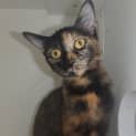 Photo of Shiloh
