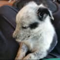 Photo of Tux