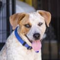 Photo of Porter ~ Cattle Dog Puppy ( On Trial 9/12/16)