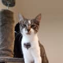 Photo of Stumpy