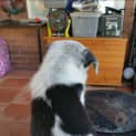 Photo of Tux