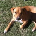 Photo of Marley *On Trial In Her New Home*