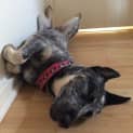 Photo of Jax * I'm Just $200! *