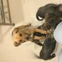 Photo of Puppies