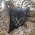 Photo of Boo