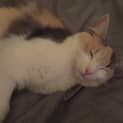 Photo of Luna