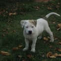Photo of Arnie