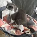 Photo of Socks