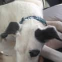 Photo of Loki