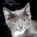 Photo of Primrose