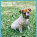 Photo of Chester ~ Cattle X Puppy (On Trial 26/06/16)