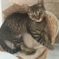 Photo of Tiger