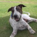 Photo of Milo ** A Gentle Giant **