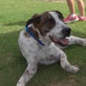 Photo of Milo ** A Gentle Giant **