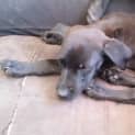 Photo of Pippin