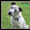 Photo of Twitch ~ Cattle Dog X On Trial 29/01/16